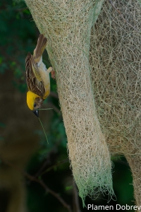 Baya Weaver