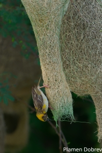 Baya Weaver
