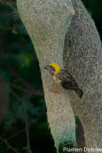 Baya Weaver