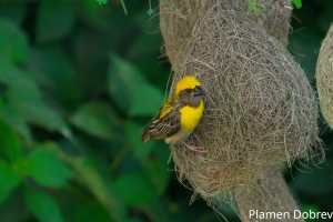 Baya Weaver