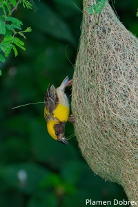 Baya Weaver
