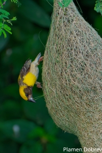 Baya Weaver