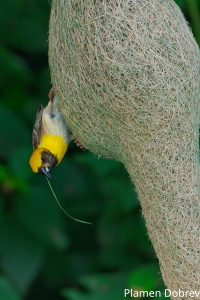 Baya Weaver