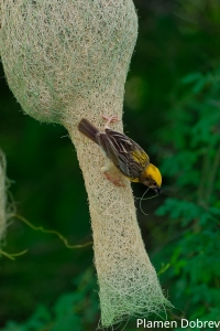 Baya Weaver