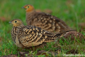 Chestnut-bellied Sandgrouse