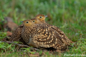 Chestnut-bellied Sandgrouse