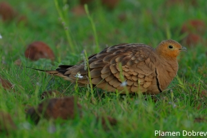 Chestnut-bellied Sandgrouse
