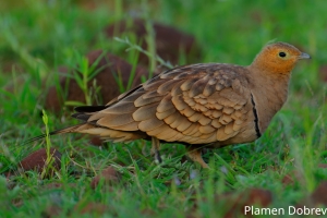Chestnut-bellied Sandgrouse