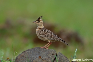 Crested Lark