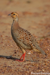 Grey Francolin