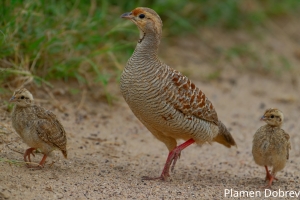 Grey Francolin