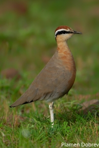 Indian Courser