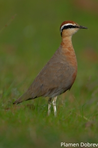 Indian Courser