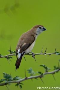 Indian Silverbill