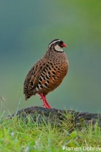 Painted Bush Quail