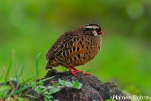 Painted Bush Quail