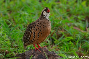 Painted Bush Quail