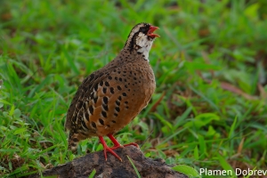 Painted Bush Quail