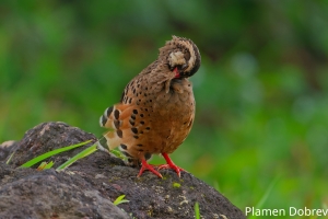 Painted Bush Quail