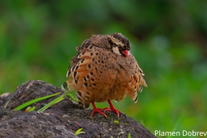 Painted Bush Quail