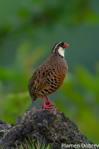 Painted Bush Quail