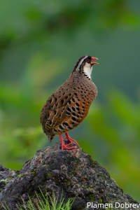 Painted Bush Quail