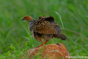 Painted Francolin