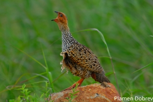 Painted Francolin
