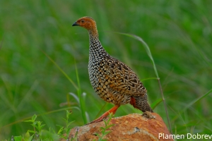 Painted Francolin