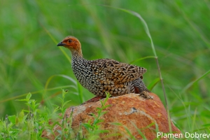 Painted Francolin
