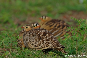 Painted Sandgrouse