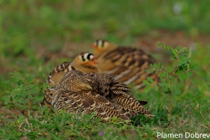Painted Sandgrouse