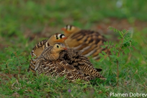 Painted Sandgrouse