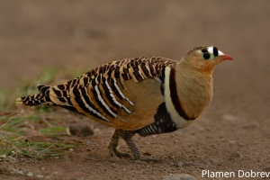 Painted Sandgrouse