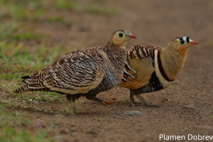Painted Sandgrouse