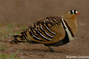 Painted Sandgrouse