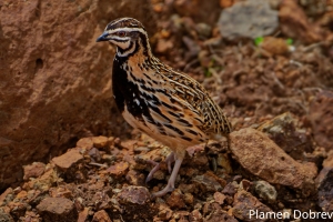 Rain Quail