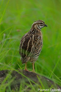 Rain Quail