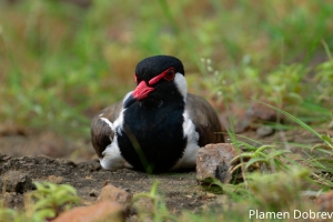 Red Wattled Lapwing