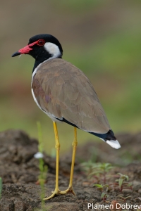 Red Wattled Lapwing
