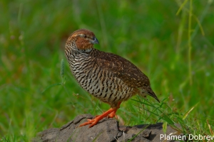 Rock Bush Quail