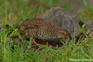 Rock Bush Quail
