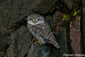 Spotted Owlet