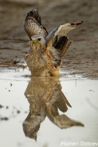 White Eyed Buzzard