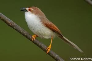 Yellow Eyed Babbler