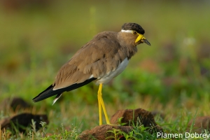 Yellow Wattled Lapwing