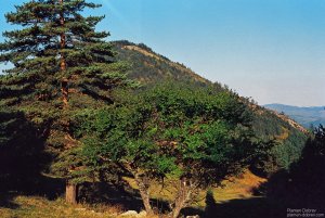 image00006