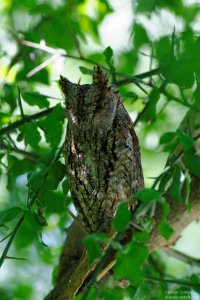 African Scops Owl
