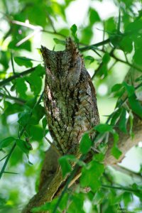 African Scops Owl