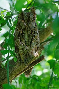 African Scops Owl